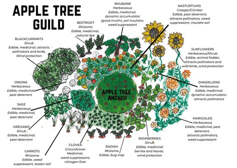 Garden With Greenhouse Design, Backyard Apple Tree Landscaping, Fruit Tree Landscaping, Backyard Permaculture Design, Fruit Tree Planting Guide, Apple Tree Landscaping, Fruit Tree Guilds, Lemon Tree Guild, California Permaculture