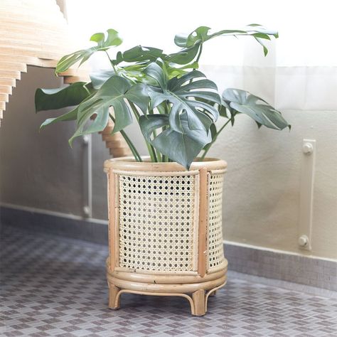 Freckle Pots Cloud Rattan Planter Stand Rattan Pots For Plants, Cane Planters, Rattan Ideas, Small House Garden, Companion Planting Vegetables, Plant Display Ideas, Rattan Planters, Herb Containers, Bamboo Products