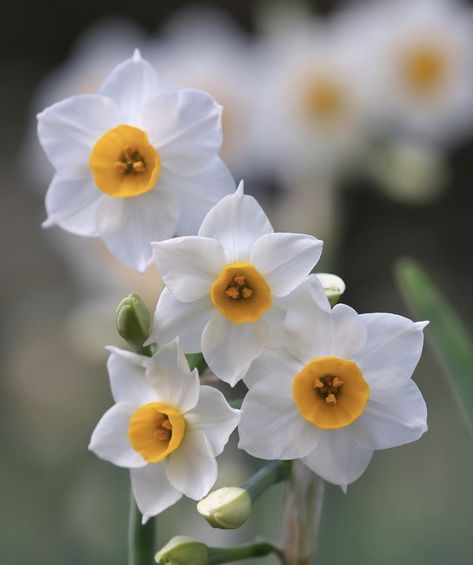 Eid Images, Narcissus Flower, Daffodil Flower, Nothing But Flowers, Flower Therapy, House Plants Decor, Birth Month Flowers, Orchid Flower, Plant Decor