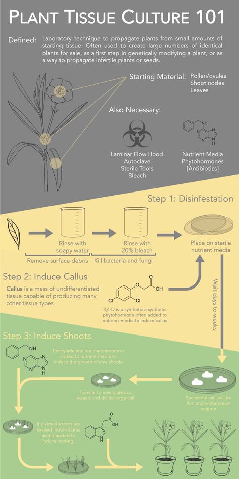 Plant Tissue Culture, Laboratory Techniques, Digital Ecosystem, Plant Biology, Plant Physiology, Study Science, Homeschool Nature Study, Tissue Engineering, Plant Structure