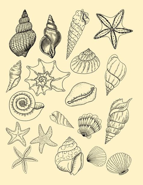 Sketchbook: blank pages seashell design, paperback Seashell Design Drawing, Drawings Of Seashells, Spiral Seashell Drawing, Sea Shells Drawing Pencil, How To Draw A Conch Shell, Shell Pencil Drawing, Conk Shell Tattoos, Seashell Line Drawing, Sea Shells Sketch