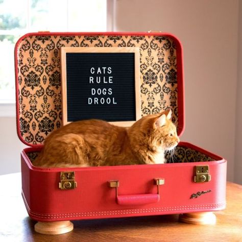 Upcycled Vintage Suitcase Pet Bed, Handmade Suitcase Cat Bed, Suitcase Dog Bed Cat Bed Suitcase, Suitcase Cat Bed Diy, Suitcase Pet Bed, Vintage Suitcase Cat Bed, Suitcase Cat Bed, Outdoor Cat House Diy, Suitcase Dog Bed, Upcycled Pet Bed, Cat Suitcase