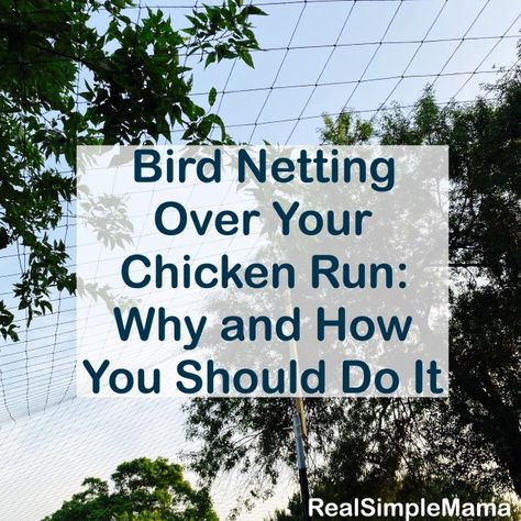 Bird Netting for Your Chicken Run - Why You Want It, and How to Do It! - Real Simple Mama Bird Netting Over Chicken Run, Poultry Netting Ideas, Bird Netting Chicken Coop, Outdoor Chicken Run Ideas, Pheasant Coop, Chicken Kisses, Chicken Netting, Mini Homestead, Walk In Chicken Run