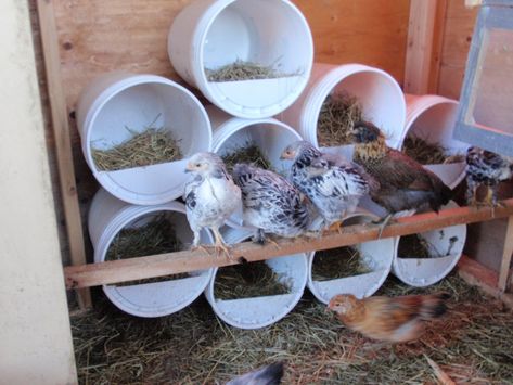 Chicken Run Plans, Chicken Feeder Diy, Cute Chicken Coops, Walk In Chicken Coop, Chicken Barn, Nest Boxes, Backyard Chicken Coop Plans, Chicken Nesting Boxes, Diy Chicken Coop Plans