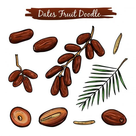 Dates Fruit Illustration, Dates Illustration Fruit, Dates Drawing, Dates Illustration, Nuts Wallpaper, Date Illustration, Dates Fruit, Fruit Doodle, Fruit Sketch