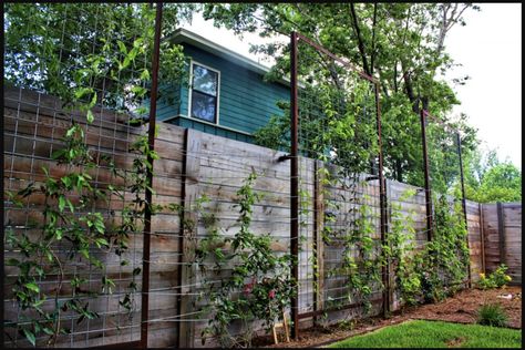 Cheap Privacy Fence Ideas, Garden Privacy Ideas, Backyard Trellis, Cheap Privacy Fence, Privacy Screen Ideas, Privacy Fence Ideas, Garden Privacy Screen, Privacy Ideas, Cheap Garden