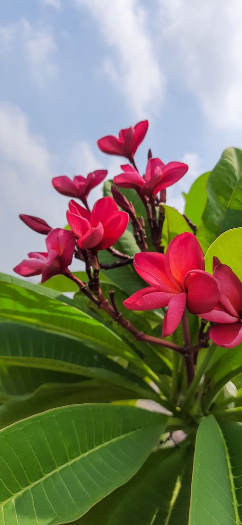 Nature love Red Frangipani, Frangipani Flower, Flower Photography, Red Aesthetic, Flowers Photography, Flower Garden, Nature Photography, Plants, Flowers