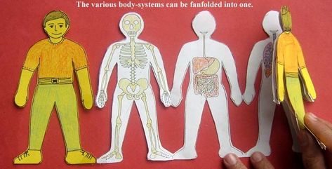 Human body foldable body systems Toys From Trash, Human Body Science, Human Body Unit, Stem Challenge, Human Body Systems, Elementary Science, Homeschool Science, Middle School Science, Body Systems