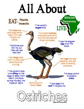 All About Ostriches Animal Unit Study, Zoo Lessons, Animal Facts For Kids, Animal Lessons, Fun Facts For Kids, Animal Adaptations, Color Poster, Animal Science, Facts For Kids