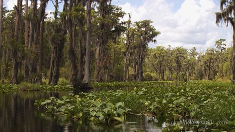 This stunning landscape isn't in Brazil, the Congo, or beyond... this is hidden away in the heart of my homeland, Southeast Georgia. This quote by Robbie George sums up how I feel every time I float through this location on the western side of the Okefenokee Swamp: "The wilderness imposes a profound stillness on the river of your soul." Make memories here with us on a personalized, private guided trip: okefenokee-satilla.com #okefenokeeswamp #okefenokee #okefenokeenationalwildliferefuge #a... Okefenokee Swamp, Make Memories, The Wilderness, How I Feel, Your Soul, The River, In The Heart, Float, Brazil