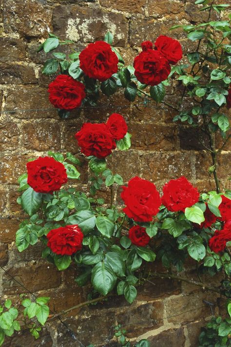 9 Vibrant Climbing Roses to Add to Your Garden Climbing Roses Trellis, White Climbing Roses, Red Climbing Roses, Roses Climbing, Mailbox Garden, Rose Plant Care, Tattoos Rose, Aesthetic Plants, Plants Care