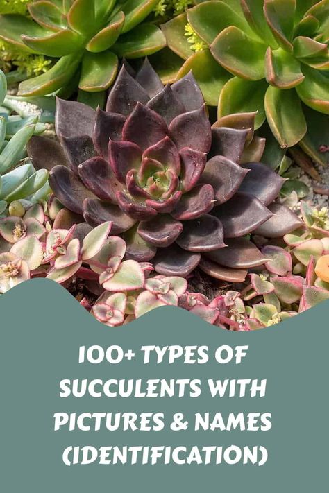 100+ Types of Succulents with Pictures & Names (Identification) Succulent Types Of Names Of, Types Of Echeveria Succulents, Names Of Succulent Plants, Succulent Types Chart, Succulents Names And Pictures, Types Of Succulents With Pictures, Succulents Identification, Succulent Tips, Echeveria Types