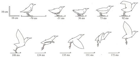 Bird taking off (tattoo idea) Bird Taking Flight Drawing, Bird Flying Sequence, Bird Flight Cycle, Bird Wingspan, Bird Taking Off, Bird Taking Flight, Bird Animation, European Starling, Flying Bird Silhouette