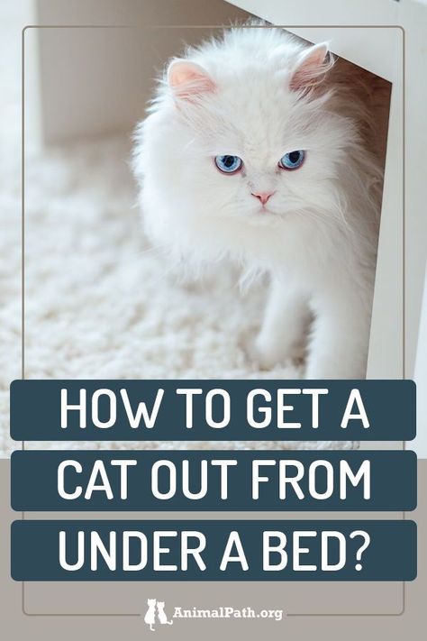 How do I get a cat out from under a bed? Cat Behavior Chart, Cat Behavior Facts, Cat Behavior Problems, Cat Hacks, Cat Care Tips, Cat Enclosure, Cat Garden, Bad Cats, Cat Help