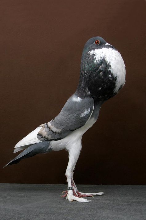 I am now terrified. Pouter Pigeon, Pigeon Breeds, Kinds Of Birds, Grand National, Exotic Birds, National Championship, Pretty Birds, Bird Photo, Colorful Birds