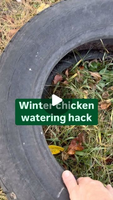 Eclipsed Acres (Betsy Harloff) on Instagram: "Winter is coming so start preparing now. 

♻️I like to reuse, and repurpose whatever I can. 

1. I like this method of watering my chickens in the winter because it doesn’t use electricity so I don’t need to worry about electrocuting my chickens or myself (real fear.) 😳

2. I get extra fresh air and exercise as I walk out to the coop 2x or more (if it’s subzero) to switch out water. 💦

3. I get to check on my chickens to make sure they are safe bringing them warm oatmeal some days.🐓

4. I’m not using electricity so no extra spending.💰

If you have the right type of chickens for your environment they are suited for cold weather and can handle it just fine. They don’t need insulated coops, or heaters.

More on this topic when I launch my free Chickens In The Winter, Check On Me, Types Of Chickens, Chicken Farming, Backyard Chicken Farming, Animal Ideas, Chicken Lady, Chicken Farm, Water Me