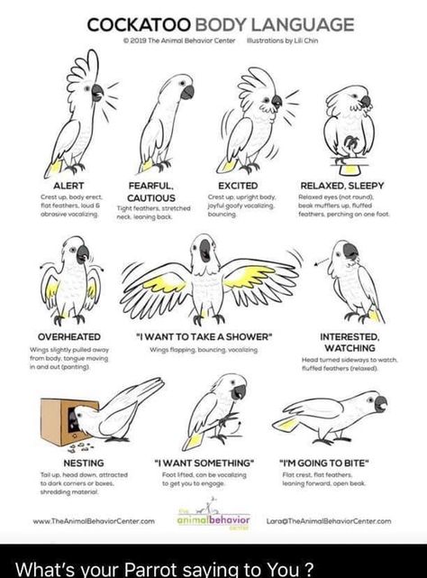 Parrot Quotes, Mary Blair Art, Parrot Wings, Parrot Training, Parrot Drawing, Bird Care, African Grey Parrot, African Grey, Funny Birds