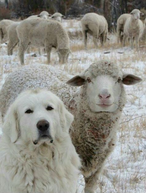 Pyrenees Puppies, Maremma Sheepdog, Pyrenean Mountain Dog, Livestock Guardian Dog, Livestock Guardian, Great Pyrenees Dog, Animals Friendship, Great Pyrenees, Baby Puppies