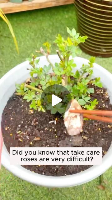 My Garden Ideas on Instagram: "rose care tips #gardening #garden #gardeningtips #gardenlife #gardeninspiration #gardenideas #gardenlove #gardendesign #gardenersofinstagram #gardenersworld #garden_styles #gardenphotography #gardenlovers #gardenerslife #gardenart #gardenbeauty #gardensofinstagram #gardenplants #gardenviews #gardenersparadise #gardenista #gardeningcommunity #gardenloversclub #gardenaddict #gardeners #gardenerslife" Plant Food Diy, Knockout Roses, Garden Hacks, Gardening Diy, Rose Care, Diy Gardening, Food Diy, Plants Garden, Organic Gardening Tips