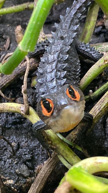 Red Eye Crocodile Skink Enclosure, Crocodile Skink Enclosure, Red Eyed Crocodile Skink Enclosure, Skink Lizard, Red Eyed Crocodile Skink, Crocodile Skink, Crocodile Eyes, Reptile Eye, Lizard Eye