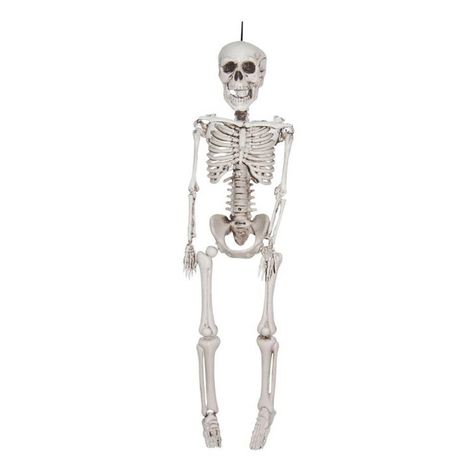 41 Cool Halloween Products at Target — All For Under $20! Realistic Skeleton, Human Skeleton Model, Life Size Skeleton, Hanging Skeleton, Halloween Skeleton Decorations, Plastic Skeleton, Skeleton Model, Halloween Party Props, Skeleton Decorations