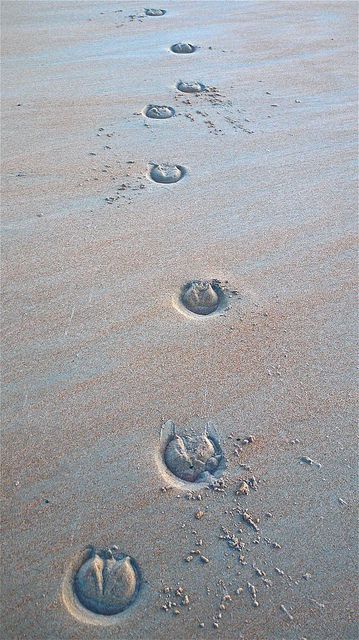 Hoof Prints In The Sand Flickr Photo Sharing Hoof Print Tattoo, Horse Hoof Print, The Scorpio Races, Horse Hoof, Footprints In The Sand, Hoof Print, Geometric Shapes Art, Horse Tattoo, Graphic Design Fonts