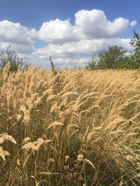 #field #summer #autumn #countryside Plant Field, Cabin In A Field, Hay Field Aesthetic, Autumn Field, Country Field, Summer Field Aesthetic, Farm Fields, Autumn Countryside, American Countryside