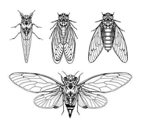 Cicada Flash Tattoo, How To Draw A Cicada, Cicada Line Art, Cicadas Tattoo, Cicada Anatomy, Cicada Vector, Cicada Tattoo Design, Cicada Drawing, Cicada Illustration