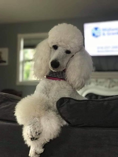 Cream Standard Poodle, Standard Poodle Summer Cut, Sage Groom, Standard Poodle Haircut Styles, Dog Vest Diy, King Charles Cocker Spaniel, Poodle Hairstyles, Poodle Colors, White Standard Poodle