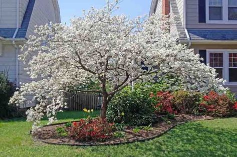 24 Types of Dogwood Trees and Shrubs Dogwood Tree Landscaping, White Dogwood Tree, Kousa Dogwood Tree, Tree Landscaping, Small Evergreen Shrubs, Red Twig Dogwood, Twig Dogwood, Dogwood Tree, Shade Shrubs