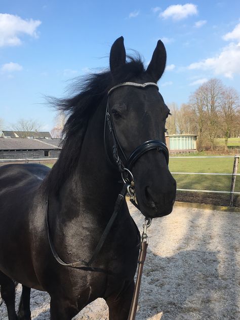 Freisen Horses, Horsey Life, Horse Riding Aesthetic, Cute Horse Pictures, Equestrian Aesthetic, Useful Gifts, Horse Trainer, Horse Aesthetic, Black Horses