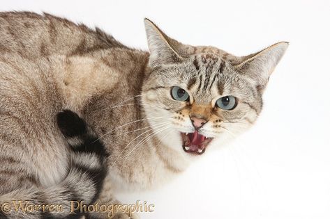 Photograph of Sepia Snow Bengal-cross female cat, Lilli, 3 years old, snarling. Rights managed white background image. Cat Snarling, Female Cat, Cat Anatomy, Cat Pee, House Smell, You Mad, Stop It, All About Cats, Maine Coon