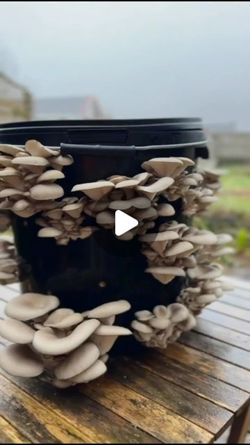 Urban Farm-It on Instagram: "How to grow your own mushrooms! 🍄 @inthecottagegarden talking us through the bucket grow method. 🌱

Growing mushrooms in buckets is an easy way to utilise underused space in your garden, greenhouse, or even in your home! 🍄 It’s also a great way to repurpose materials and grow your own food at the same time. 🪴

#mushrooms #growyourownfood #gardeningtips #growmushrooms #gardeningathome" How To Grow Mushrooms At Home, Mushroom Greenhouse, Growing Mushrooms Indoors, Grow Mushrooms At Home, How To Grow Mushrooms, Grow Mushrooms, Growing Mushrooms At Home, Mushroom Growing, Urban Farm