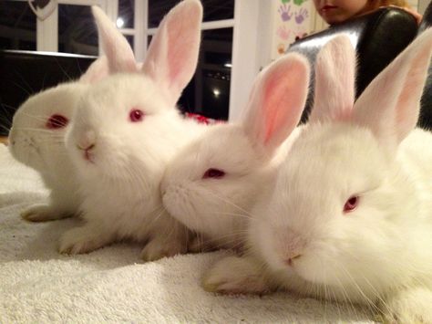 This is what you called REW red eye white in some breeds.  Such as Californian, Himalayan, Florida White etc. Florida White Bunny, White Rabbit Red Eyes, Red Eyes Aesthetic, Florida White Rabbit, Mary Blair Art, Lop Bunnies, Dnd Oc, Meat Rabbits, All About Rabbits