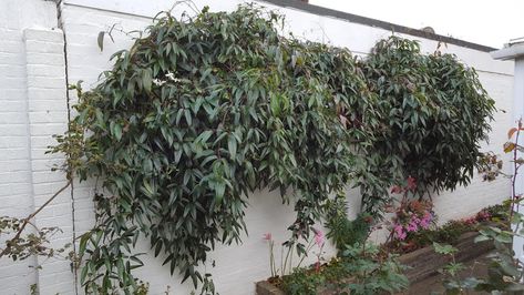 IS CLEMATIS ARMANDII SELF CLINGING? |The Garden of Eaden Clematis Wilt, Clematis Armandii, Climbing Hydrangea, European Garden, Gardening Plants, Brickwork, Wildlife Animals, The Environment, Clematis