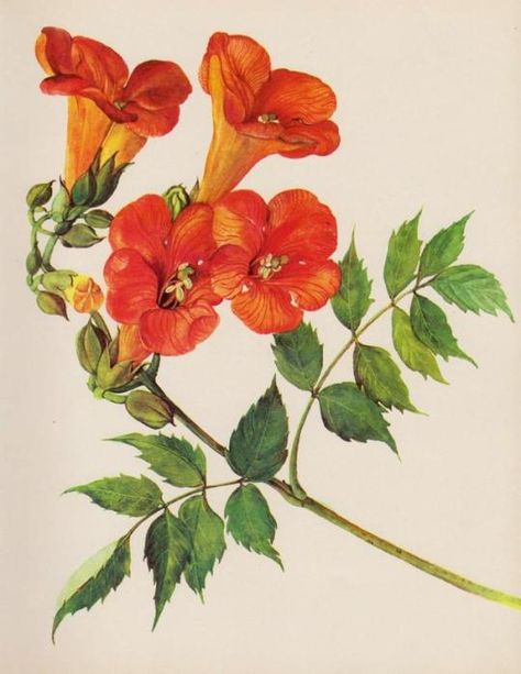 Trumpet Vine Flower, Acrylics Ideas, Campsis Radicans, Vine Drawing, Botanical Flowers Print, Trumpet Vine, Vintage Flower Prints, Vintage Botanical Prints, Botanical Watercolor