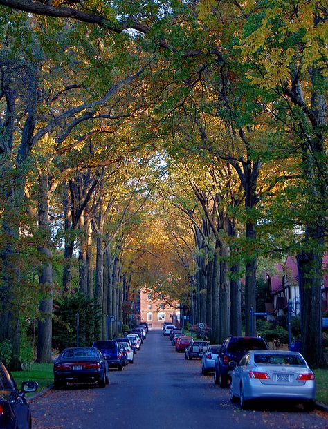 I love my street.  Look how pretty! Forest Hills Queens, Forest Hills Gardens, Landscape References, Forest Hills New York, Far Rockaway, Lay Out, City Decor, Queens Nyc, Street Trees