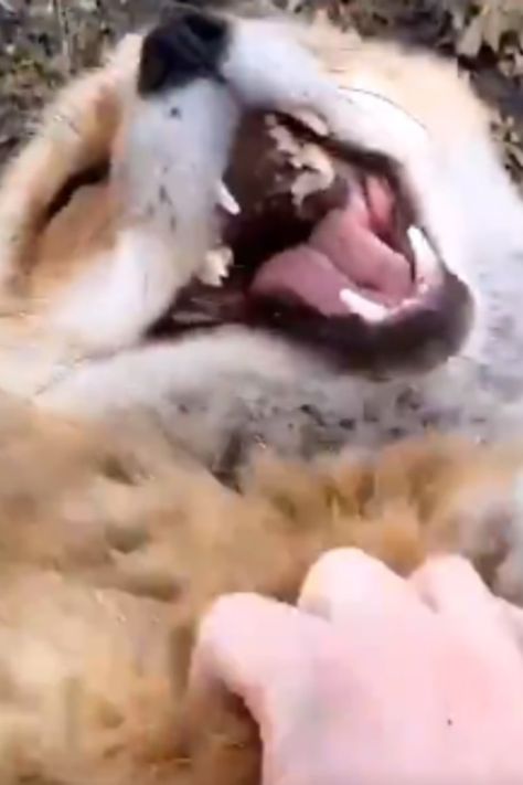 Foxes Laughing, Pet Fox Videos, Fox Laughing, Fox Funny, Fox Videos, Fox Video, Pet Fox, Cute Funny Dogs, Cute Fox