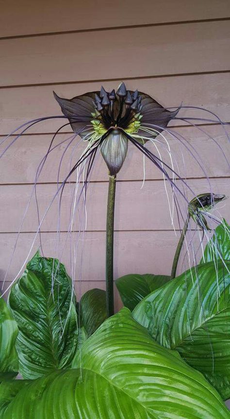 Tacca chantrieri - Black Bat Flower Bat Flower Plants, Bat Orchid Tattoo, Scary Flowers, Tacca Chantrieri, Spooky Plants, Black Bat Flower, Bat Plant, Bat Orchid, Bat Flower