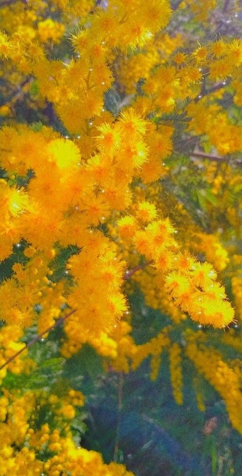 Yellow Aesthetic Wallpaper, Yellow Nature, Yellow Aesthetic, Aesthetic Wallpaper, Yellow Flowers, The Sun, Sun, Yellow, Flowers