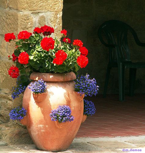 toscana Blue Lobelia, Strawberry Pot, Strawberry Pots, Tuscan Garden, Red Geraniums, Tuscan Decorating, Garden Containers, Mediterranean Garden, Container Flowers