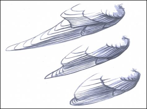 Secondary feathers stack up on primary feathers on the folded wings of all birds, including Barn Swallow (top), American Goldfinch (center), and House Wren (bottom). The lengths of the flight feathers differ dramatically from species to species, but the structure of each wing is the same. Artwork by David Allen Sibley. Parts Of A Bird, Wings Ideas, Drawing Wings, Fantasy Bird, Winged People, Wings Drawing, Bird Drawing, Animal Reference, Art Help