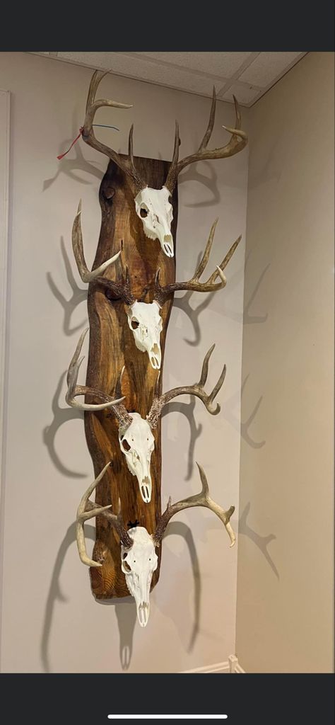 Skull Mounts Ideas Deer, Displaying Deer Antlers, Deer Antler Mantle Decor, Deer Rack Mount Ideas, Deer Skull Display Ideas, Deer Mount Display Ideas, European Buck Mount Ideas, European Skull Mount Ideas Diy, Euro Mount Deer Decor