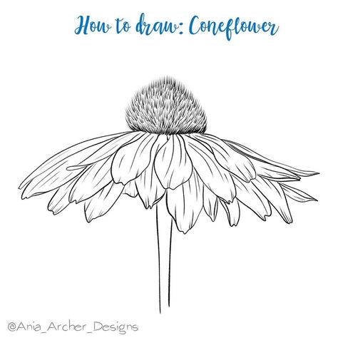 Sunshine Inspired Florals on Instagram: “This week’s step by step tutorial is by @ania_archer_designs. Coneflowers are very easy and fun to draw! We can’t wait to see all your…” Coneflower Drawing, Fun To Draw, Drawing Easy, Diy Flowers, Drawing Ideas, Pencil Drawings, To Draw, Step By Step, Pencil