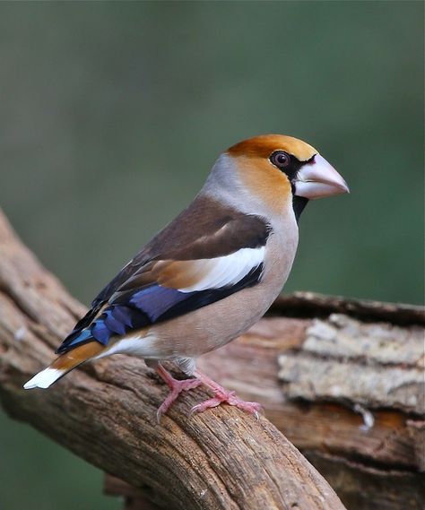 Hawfinch (Coccothraustes coccothraustes) Hawfinch, Bird Photo, Small Birds, Beautiful Birds, Birds, Animals, Color, Nature