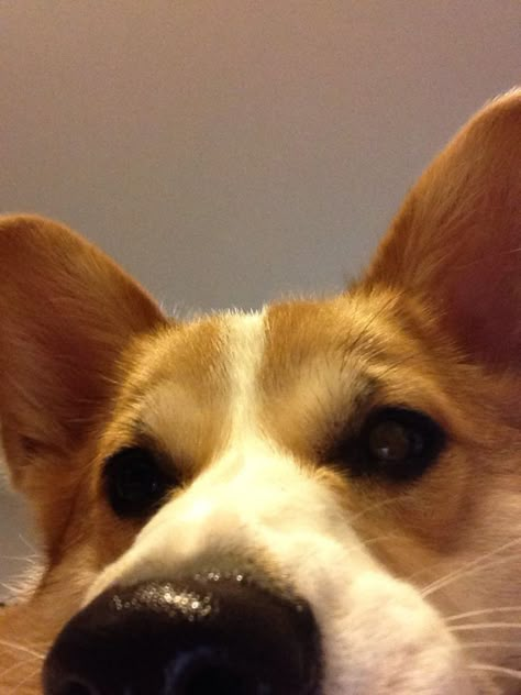 Dog Selfie Funny, Corgi Wallpaper, Baby Corgi, Puppy Funny, Cute Corgi Puppy, Funny Corgi, Corgi Puppies, Corgi Pictures, Cutest Puppies