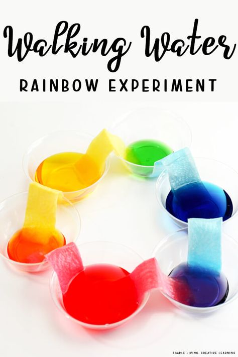 Water Rainbow Experiment, Walking Rainbow Experiment, Rainbow Science Experiment, Rainbow Science, Rainbow Experiment, Science Experiments Kids Easy, Walking Water, Water Experiments, Science For Toddlers