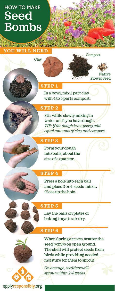 DIY Seed Bombs in 6 Easy Steps: Help protect your native wildflower seeds from birds by giving them a protective shell that soaks up moisture. As the seeds begin to sprout, the shell breaks down and they will root in the soil. On average, seedlings will sprout within 2-3 weeks. Heathy Recipe, Guerrilla Gardening, Seed Balls, Companion Plants, Seed Paper, Garden Club, Wildflower Seeds, Simple Rules, Water Quality