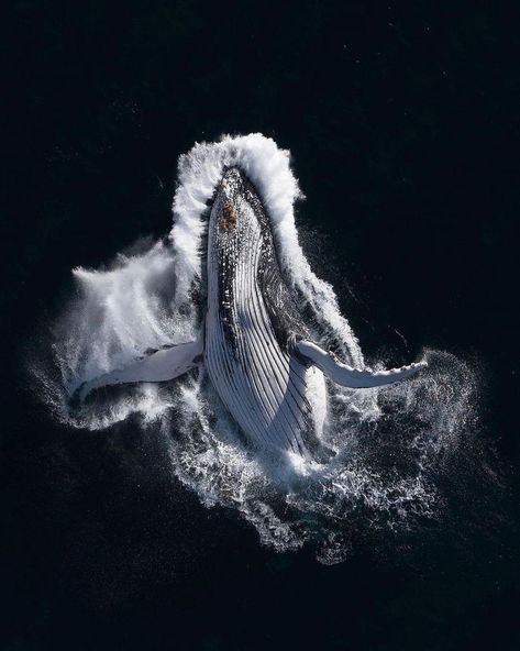 Whale Pictures, Underwater Photographer, Ocean Conservation, Aquatic Animals, Daily Pictures, Marine Mammals, Whale Shark, Humpback Whale, Blue Whale