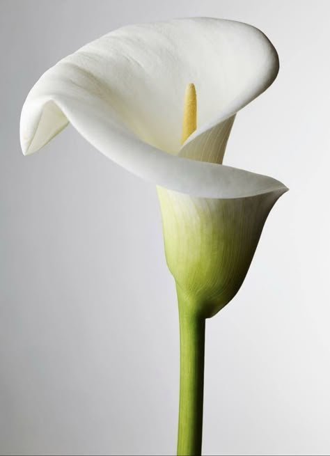 Photo Paintings, Up Embroidery, Arum Lily, Close Up Photo, Lily Tattoo, Wall Drawing, Paintings Art, Calla Lilies, Close Up Photos